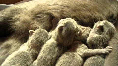 Watch the video about Cattery Van IngenSande has a beautiful litter of Russian Blue kittens!