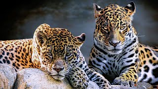 The jaguar - photo slideshow