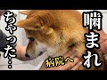 ドッグランで噛まれしまった柴犬、病院で診てもらったら予想外の結果でした…