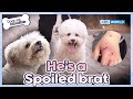 He&#39;s a spoiled brat☹️ [Dogs Are Incredible : EP.213-1] | KBS WORLD TV 240402