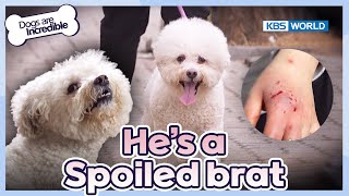 He's a spoiled brat☹️ [Dogs Are Incredible : EP.213-1] | KBS WORLD TV 240402