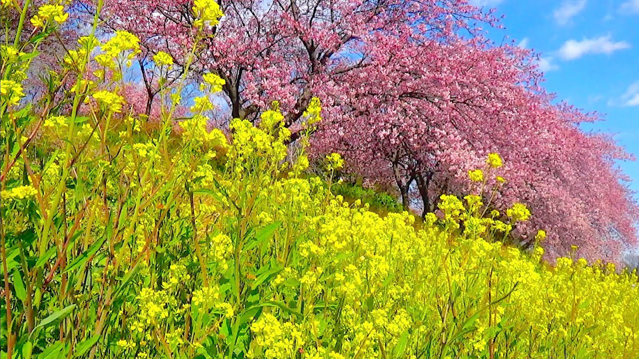 【冬桜】ことりのあそびば　A 冬桜】ことりのあそびば A 冬桜様専用】ことりのあそびば A