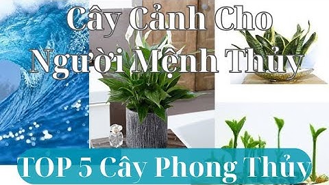 Cây Phong Thủy Cho Mệnh Thủy - TOP 5 Cây Cảnh May Mắn