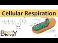 Cellular Respiration Concepts and Processes