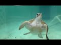 Jackson The Green Sea Turtle Gives A Little Wave
