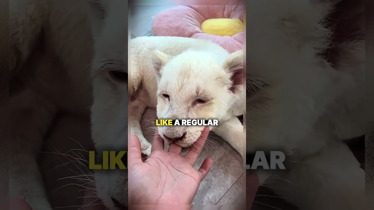 They Found a Dying White Lion Cub… Look at Him Now
