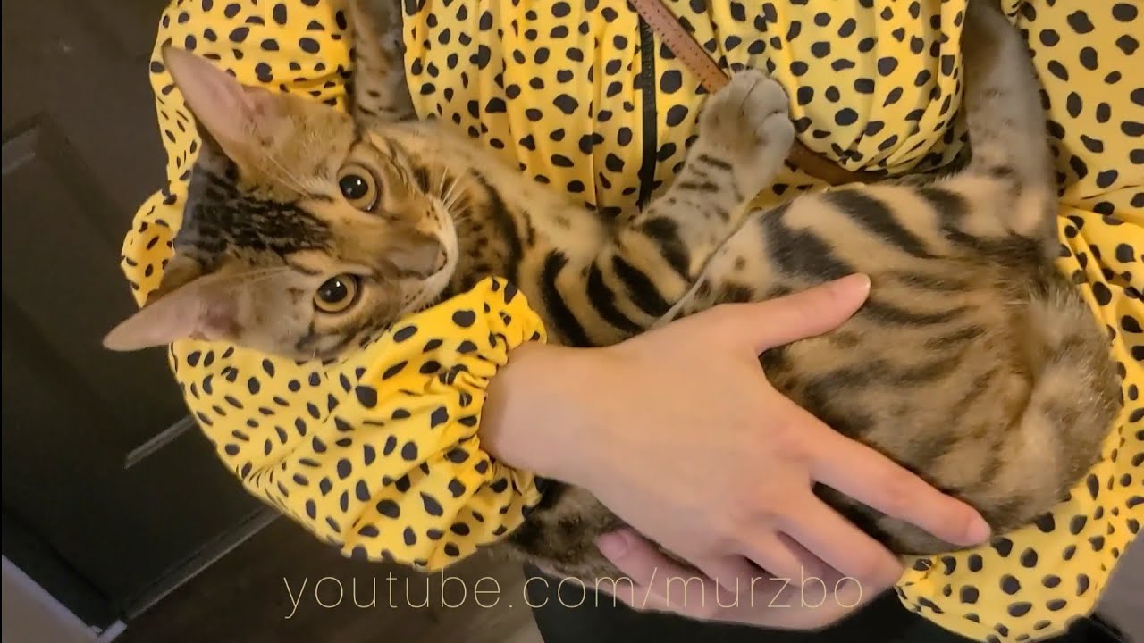 Bengal Cat 🐈 Play ️ Sesh F5 Breed Eats Science Diet Sensitive Stomach