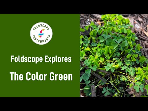 Foldscope Explores: The Color Green ☘️