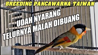 TERNAK BURUNG PANCAWARNA CARI CUAN BESAR‼️ ADHI SAKA TEAM BERHASIL BREEDING MURAI COBA PANCAWARNA