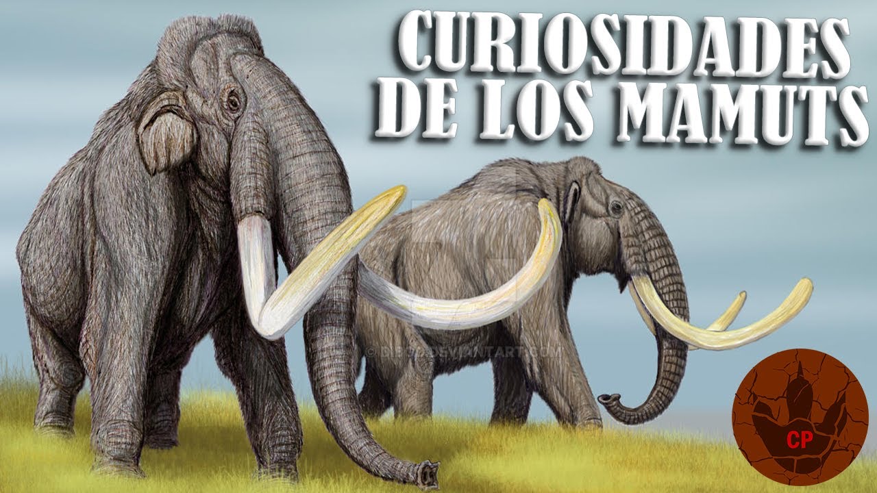 CURIOSIDADES DE LOS MAMUTS