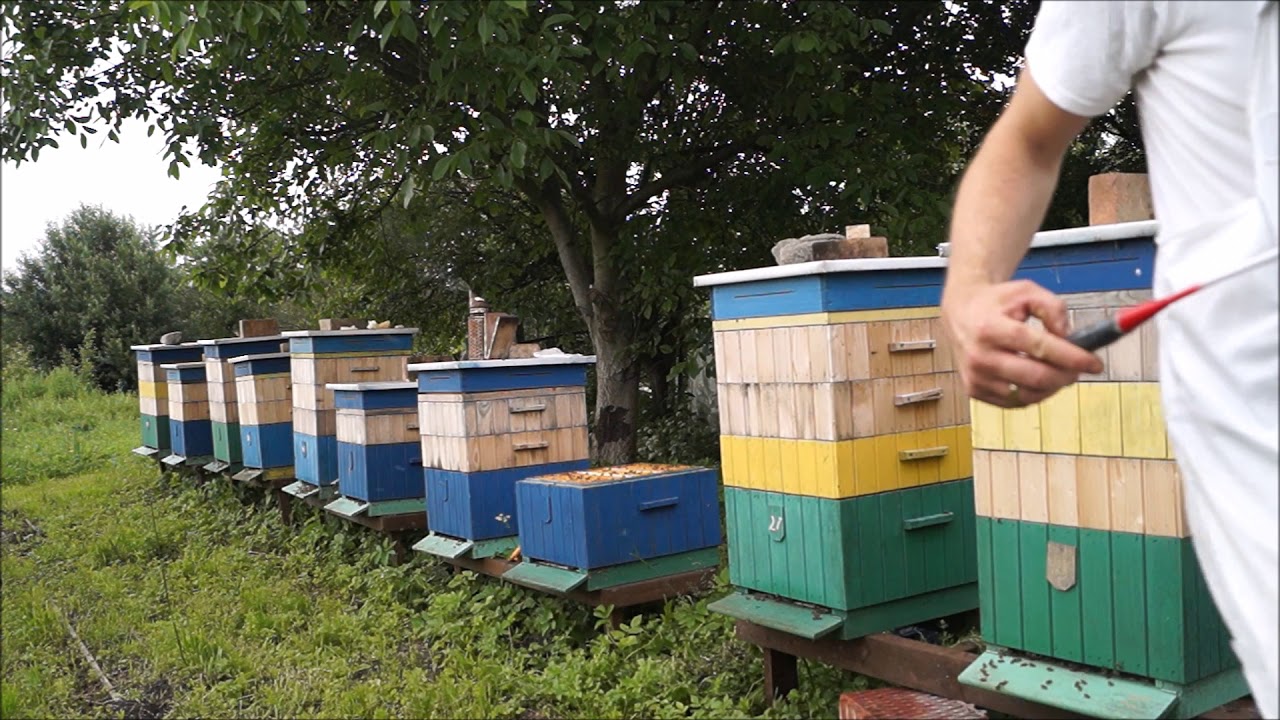 Szerszeń atakuje pszczelarza.