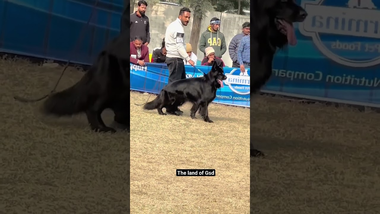 The next level Black GSD 