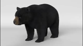 Black Bear in blender