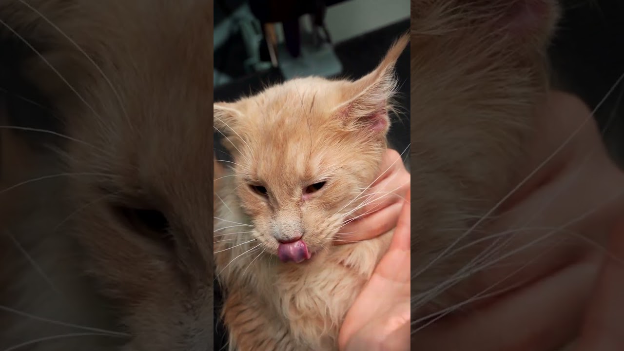 Анатомическая влажная салфетка-напальчник для устранения слёзных дорожек и ухода за глазами 923606