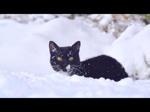 今年一番の大雪を子猫に体験させてみたら。。