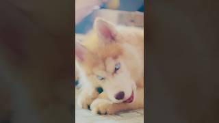#husky #lifeisbutadream #puppy #whowillbemylifepartnerta #nothingimposibleinthisworld #siberianhusky