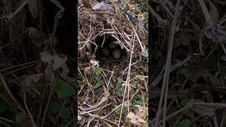 Download Lagu Cari jati super buat pasang jerat rusa digunung dan menemukan telur burung🤤 #614 #KOOKIKO MP3