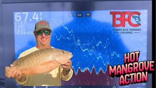 Hot Mangrove Snapper Bite 67' Water off Egmont Key Tampa Bay!