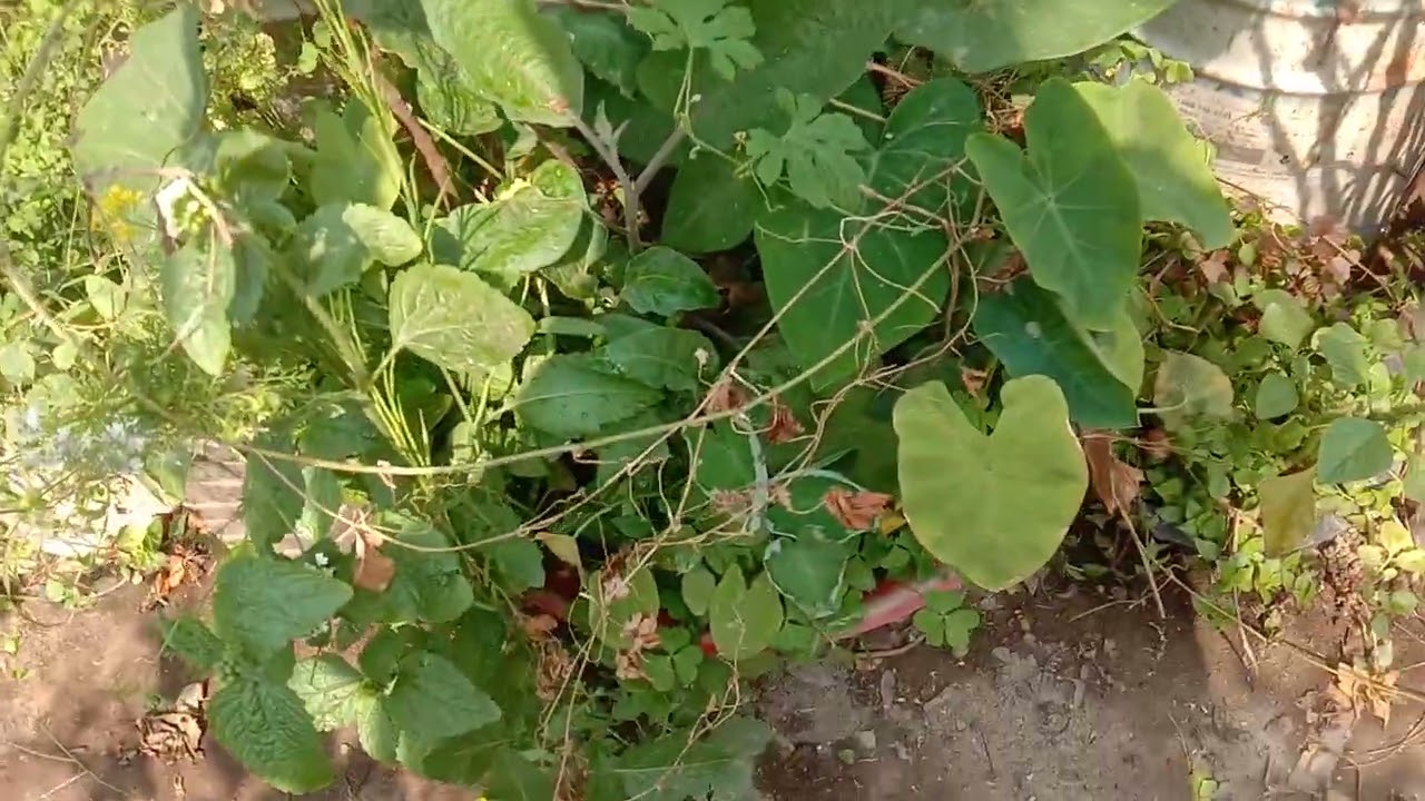 আমার ছাদ বাগানের ফুল,ফল,শাকসবজী গাছের যত্ন ও পরিচর্যা।