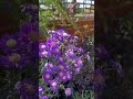 Beautiful October blooms #garden #cottagegarden #octobergarden