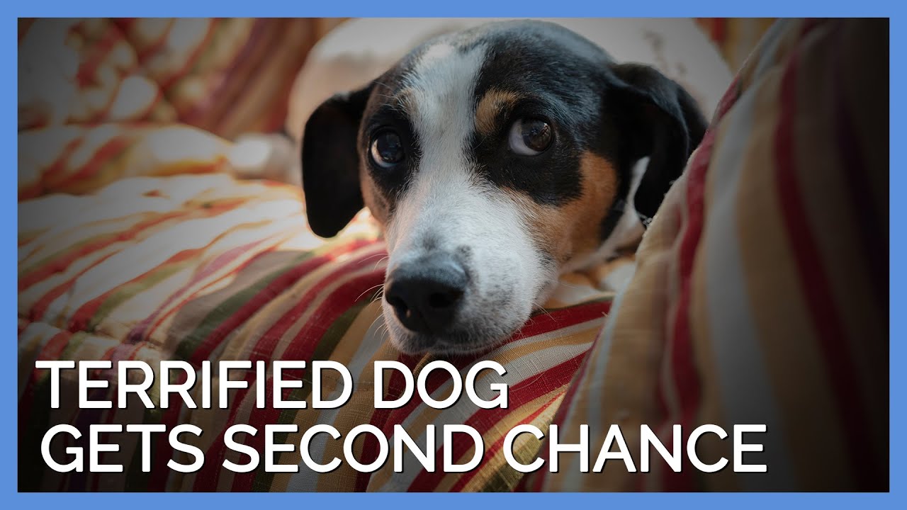 Can Dogs Get Hives From Anxiety