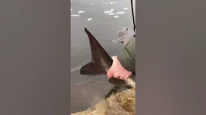 Prehistoric fish in city limits! #shorts #fishing #sturgeon