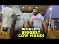 Visiting World's Biggest Cow Mandi in Karachi