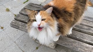 Cute House Cat who goes for a walk on the street. This cat is so beautiful