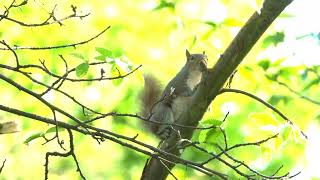 Squirrel by FurLinedUK 5 views 10 months ago 35 seconds