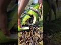 Unbelievable bottle gourd trap fishing video #fish #video #reels #shorts #bottle_gourd_trap_fishing