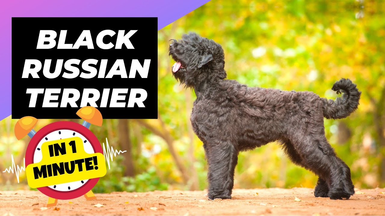 inkompetence ordbog Lilla Black Russian Terrier - In 1 Minute! 🐶 One Of The Biggest Dog Breeds In  The World | 1 Minute Animals - YouTube