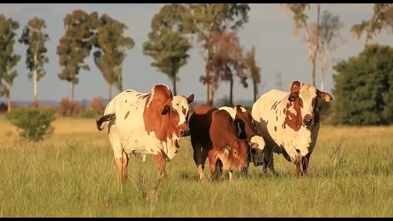 Fonteine Boran Auction 5 Junie 2021