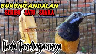 Burung Seribu Suara Cucak Cungkokpas Untuk Masteran Murai Batucucak Ijokacer