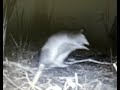 Backyard Trail Cam Video, Armadillo Hop