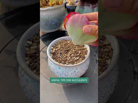 Useful tips for succulent plants