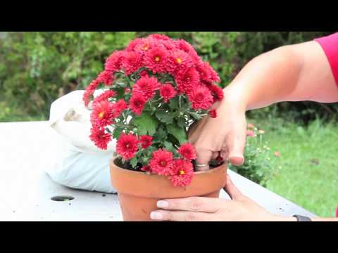 Video: Péče o maminky pěstované v nádobách – tipy pro pěstování chryzantém v květináčích