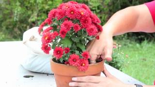 How to Grow Mums in a Pot : Gardening With Mums