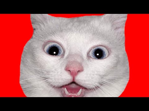 არ იშიმშილოთ ერთად! (გახმოვანებულია  ჩემი კატის მიერ)