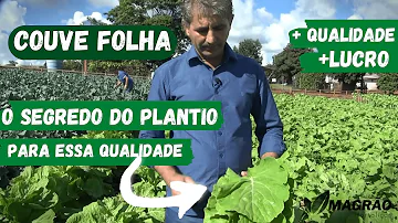 Como plantar couve passo a passo?