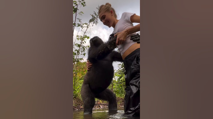 Woman is hanging out with Silverback Gorillas at her sanctuary and swiming together