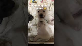 Корсики#белые#зверюги#собаки