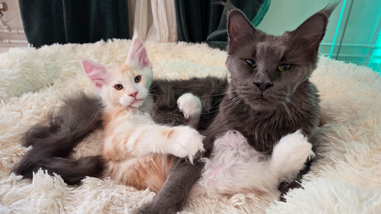 Grandma Luna Loves Her Grandkitten Richard!