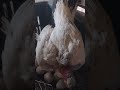 índio exótico deitando no choco 💥💥🥚🥚🥚