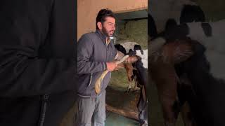 45 दिन की ग्याभिन गाय का गर्भ परीक्षण #cow #buffalo #dairy