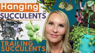 Hanging Succulents | Trailing Succulents | MOODY BLOOMS