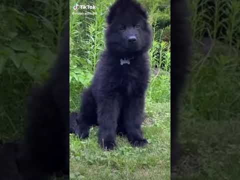 الكلاب عندما كانت صغير حتى أصبحة كبير 4 