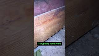 How to identify dry wood termites ( in the attic easiest place no one cleans there)