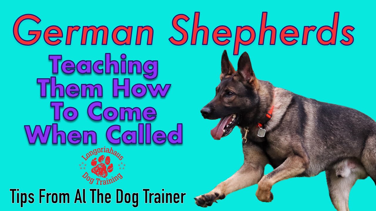 How to train a german shepherd recall