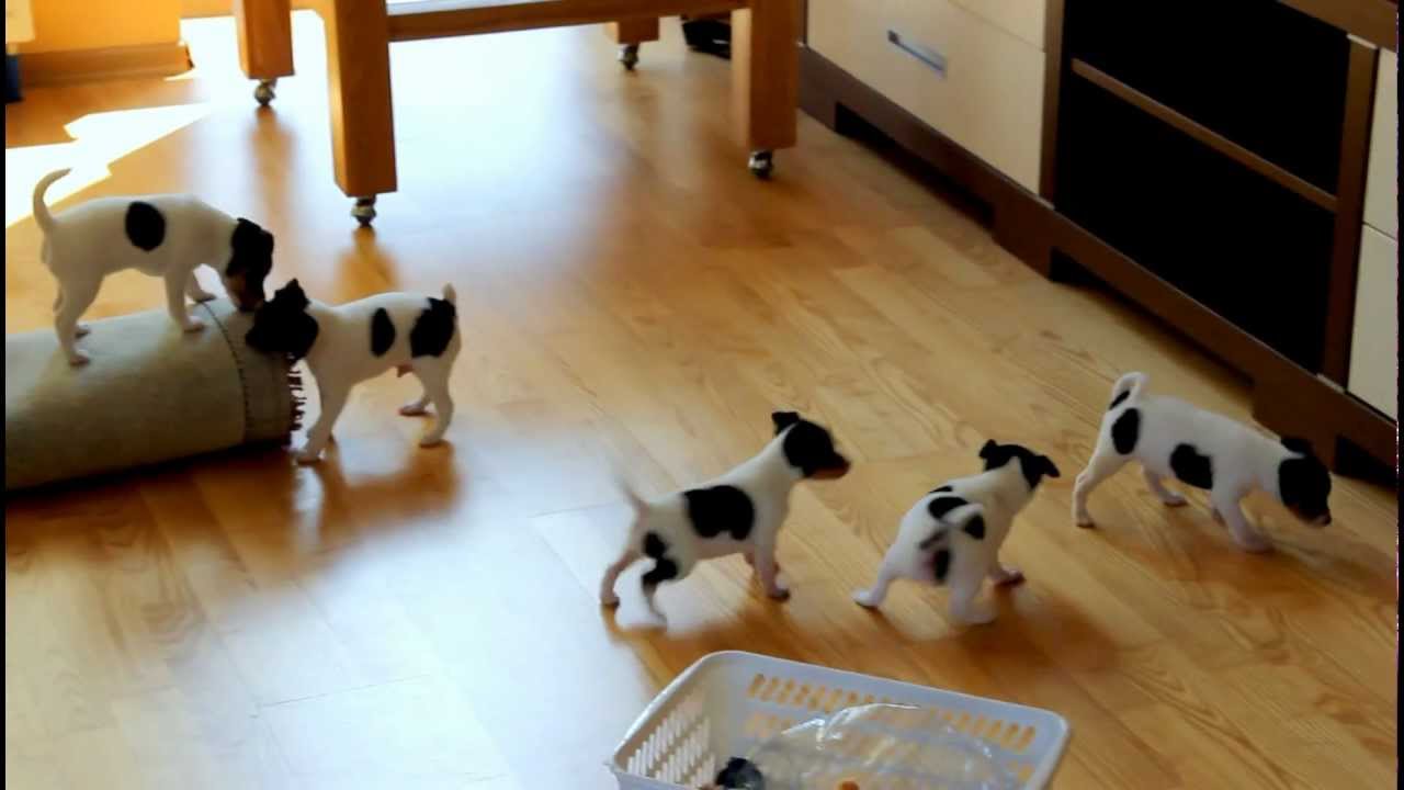 Blitter & Clitter of Toy Fox Terrier YouTube