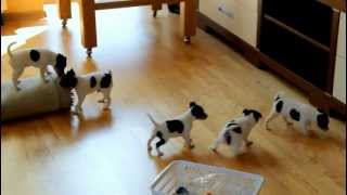 B-litter & C-litter of Toy Fox Terrier